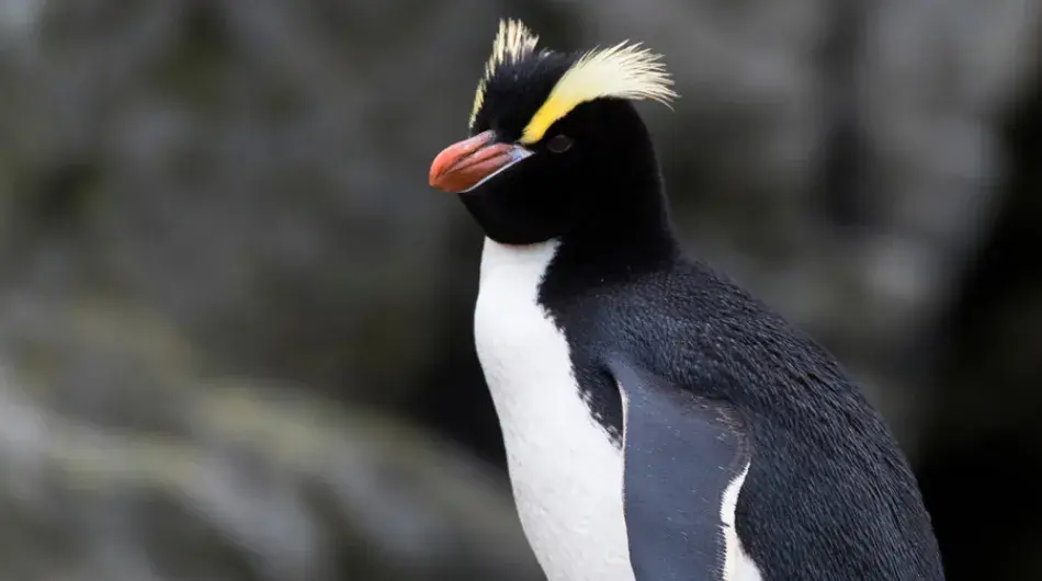 Erect-Crested Penguin in the Antipodes Islands