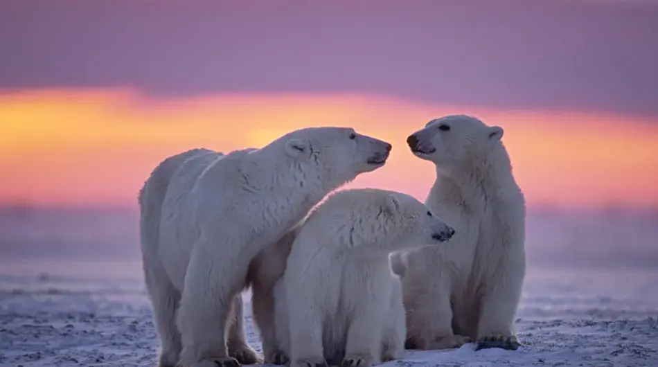 Polar Bear in the Arctic