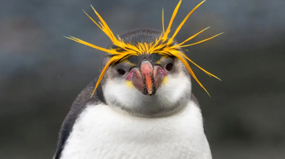 Royal Penguin on Macquarie Island