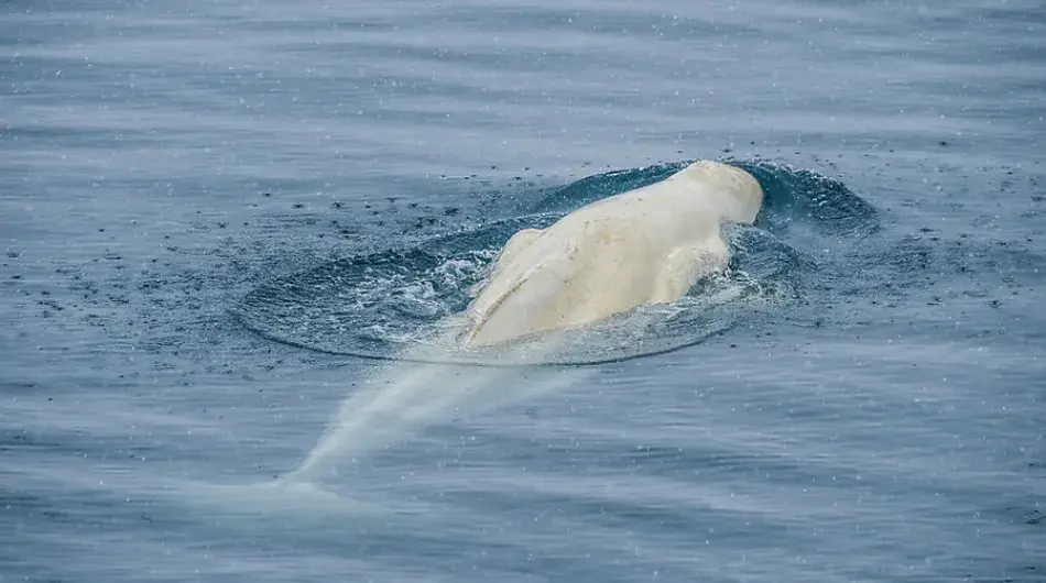 Whale in Arctic