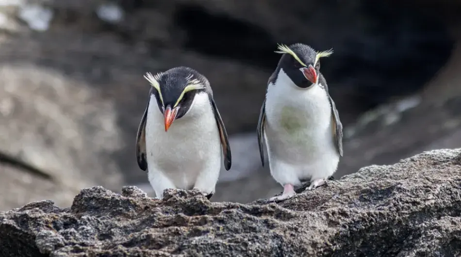 Snare Crested Penguin on the Snares Island