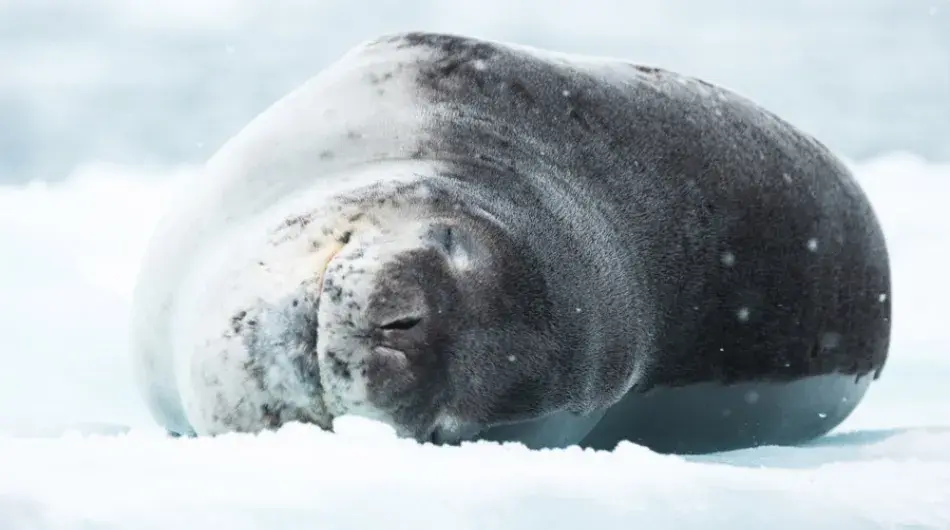 seal in the arctic