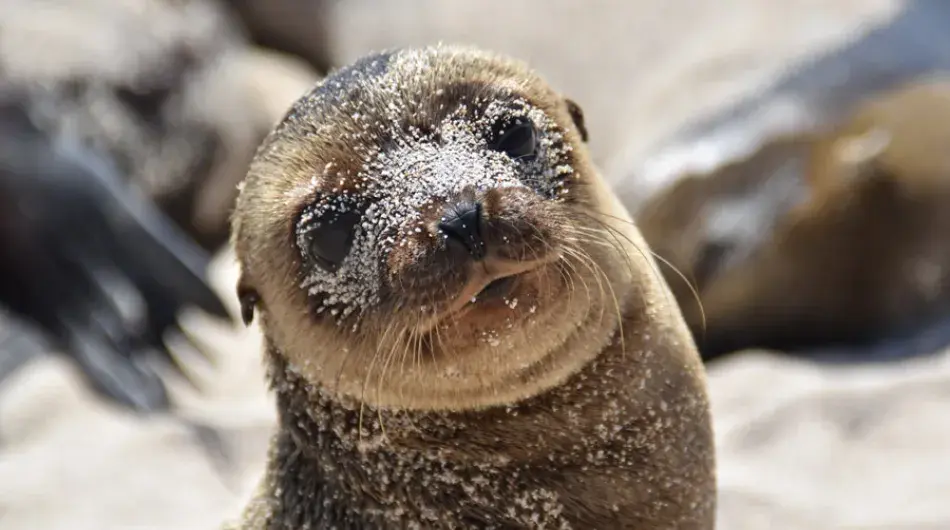 Baby Seal