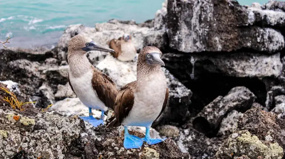 Blue Footed Boobies in the Galapagos Islands 