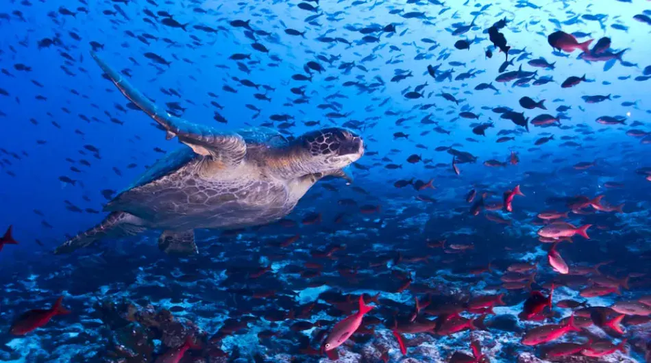 Galapagos Turtle, Coral and Fish 