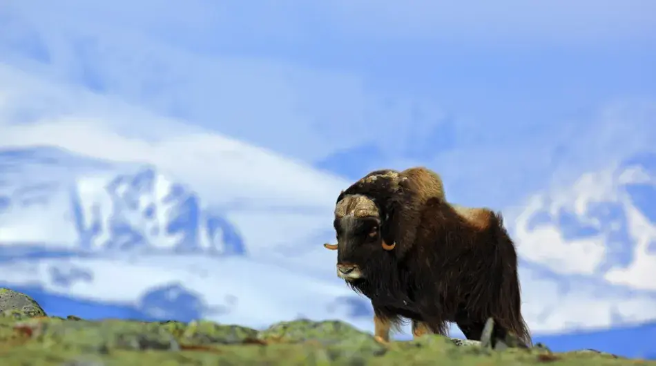 Musk Ox