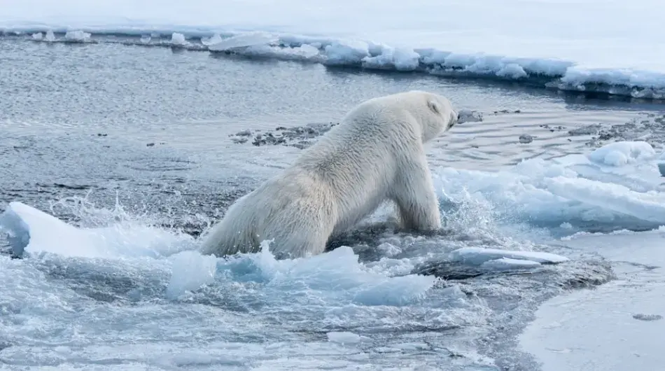 Polar Bear