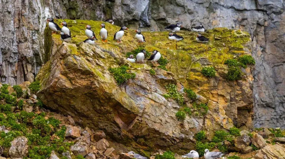 bear island