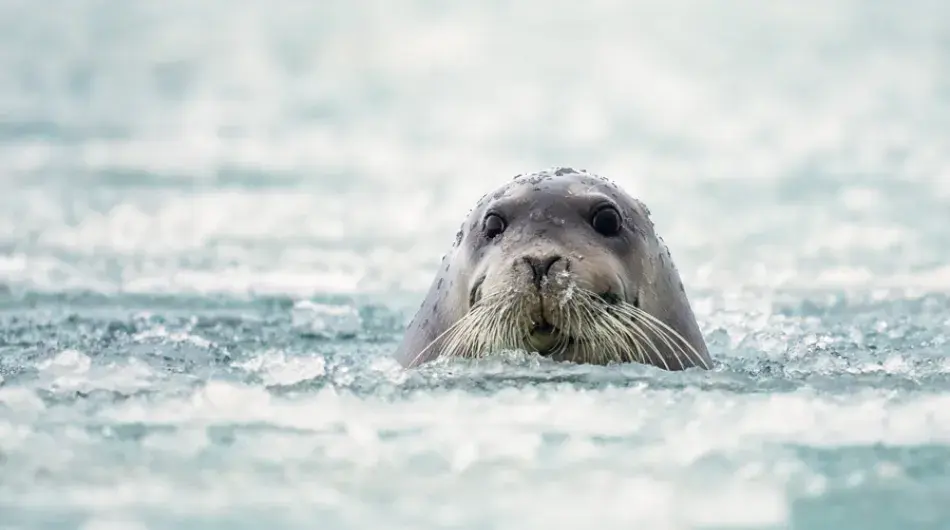 Bearded Seal