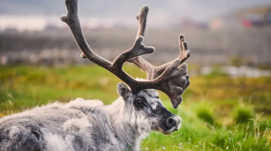 Caribou