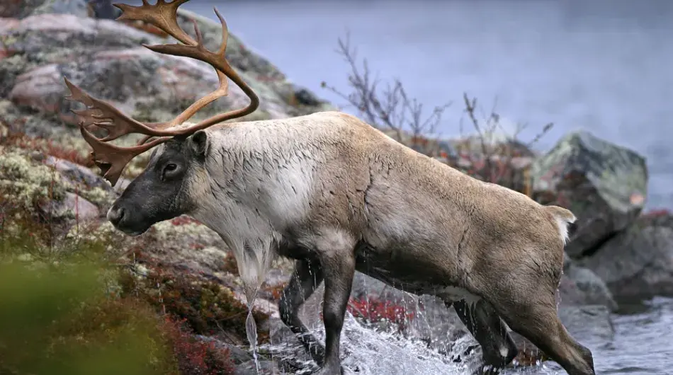 Close up of an Arctic Caribou emerging from the water