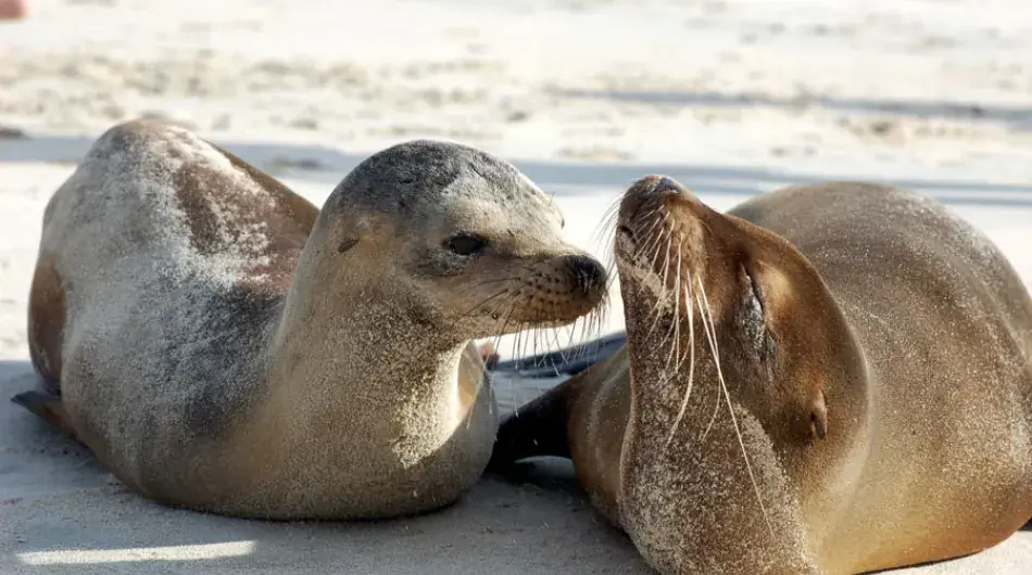 Baby Sea Lions in San Cristobal, Galapagos Islands 