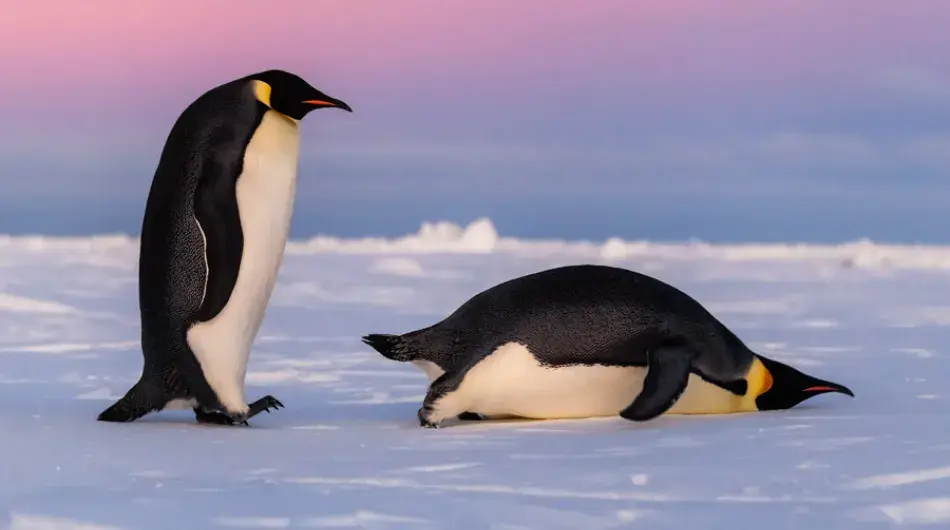 Weddell Sea Emperor Penguins at Sunset, Antarctica