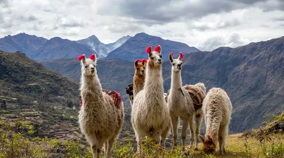 Lares Trek Llamas