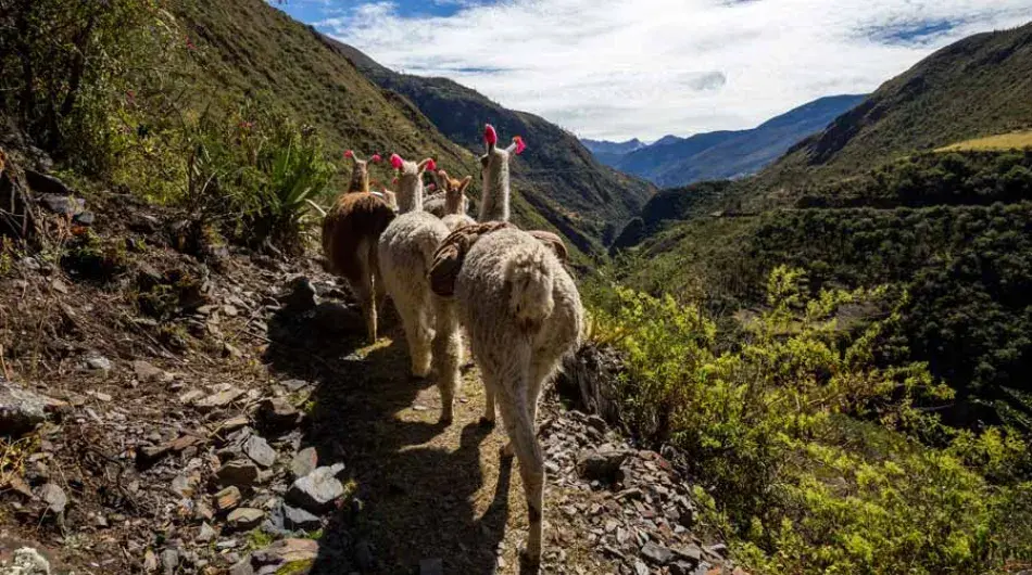 Lares Trek Llamas