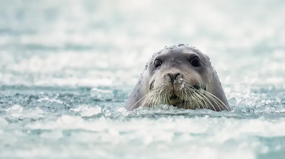 Arctic bearded seal in icy waters, Greenland 