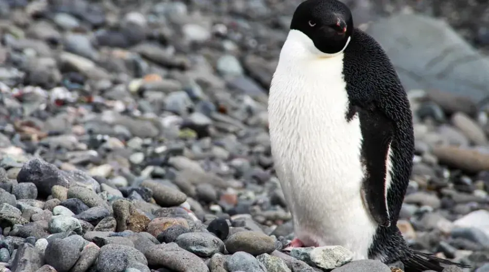 grumpy Adelie Penguin on the pebbly shore in Antarctica