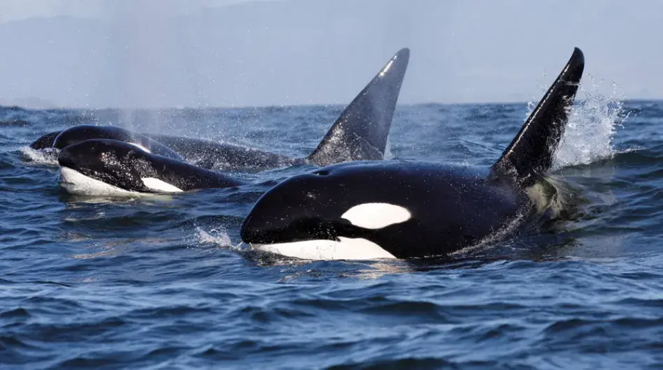 Antarctica_Orca-pod-gallery