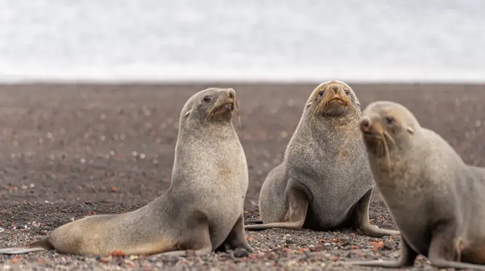 Antarctica_S