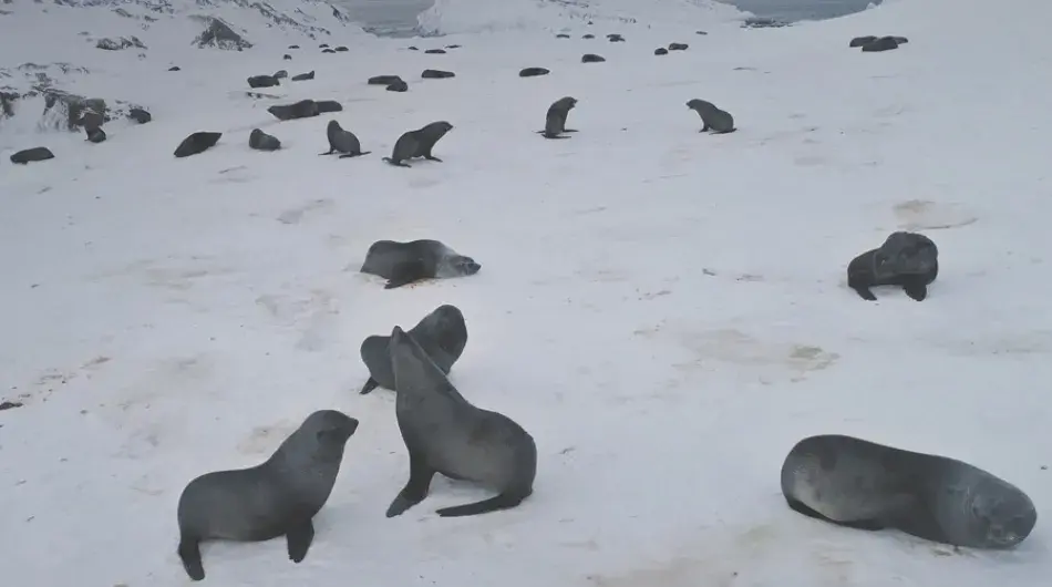 Antarctic Fur Seal colony on snow