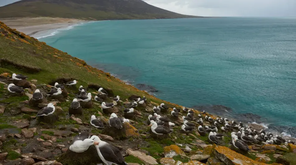 Black-browed Albatross colony_Saunders Is_Falklands