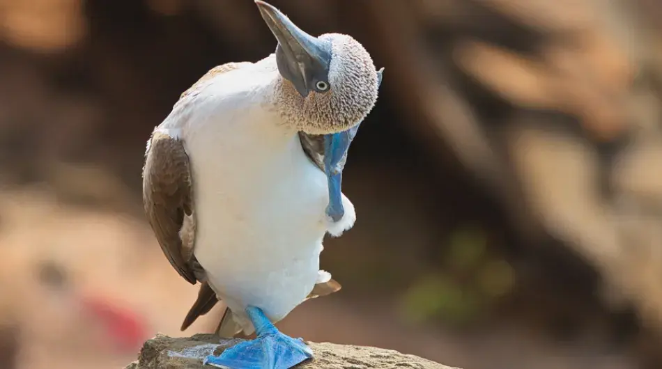 Blue footed booby dancing on a rock