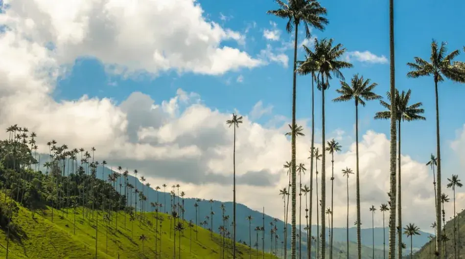 Cocora valley palm trees