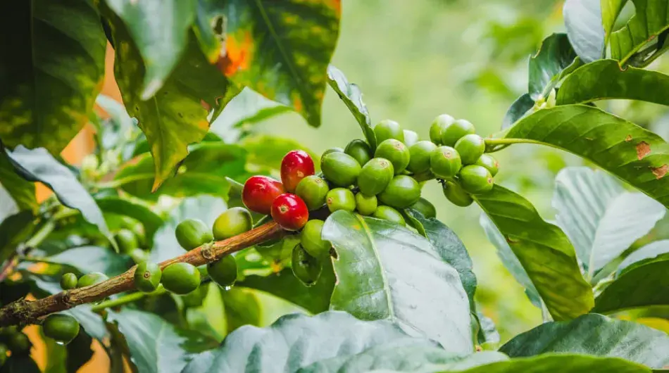 Coffee bean on a branch closeup