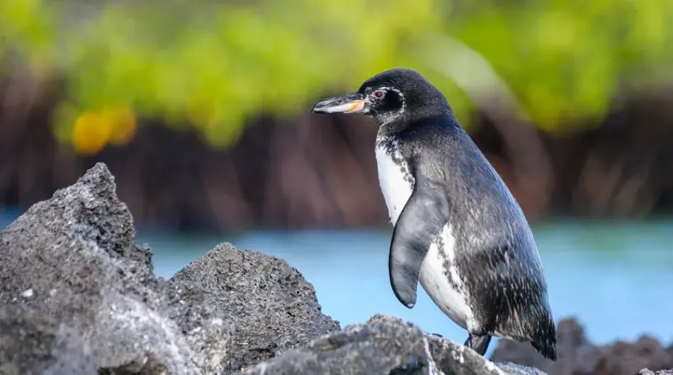 Galapagos penguin