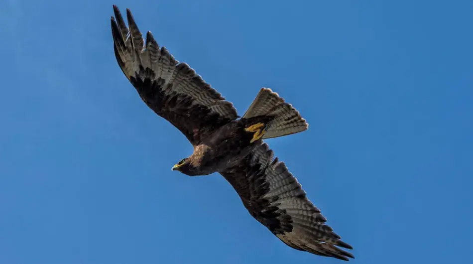 Galapagos hawk flying on blue sky