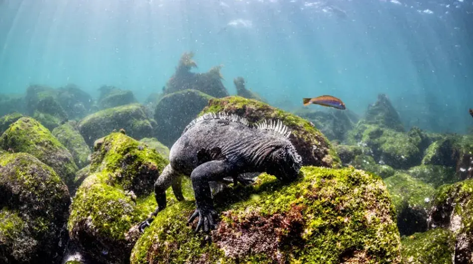 Underwater panorama in Galapagos