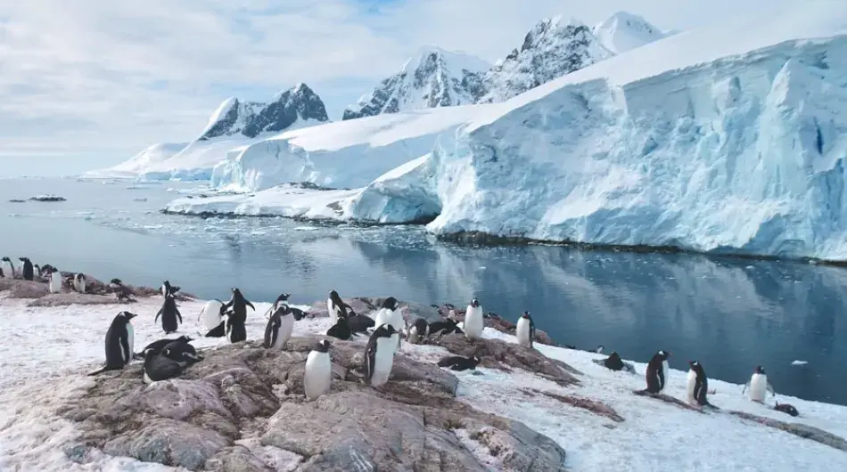 Gentoo Penguin colony with glaciers in background in Antarctica
