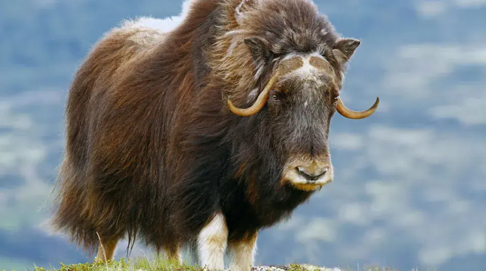 Musk Ox on a grassy hill in Arctic