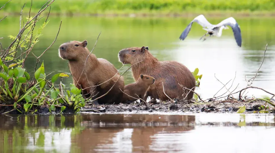 Two capibaras giant rodent in pantanal
