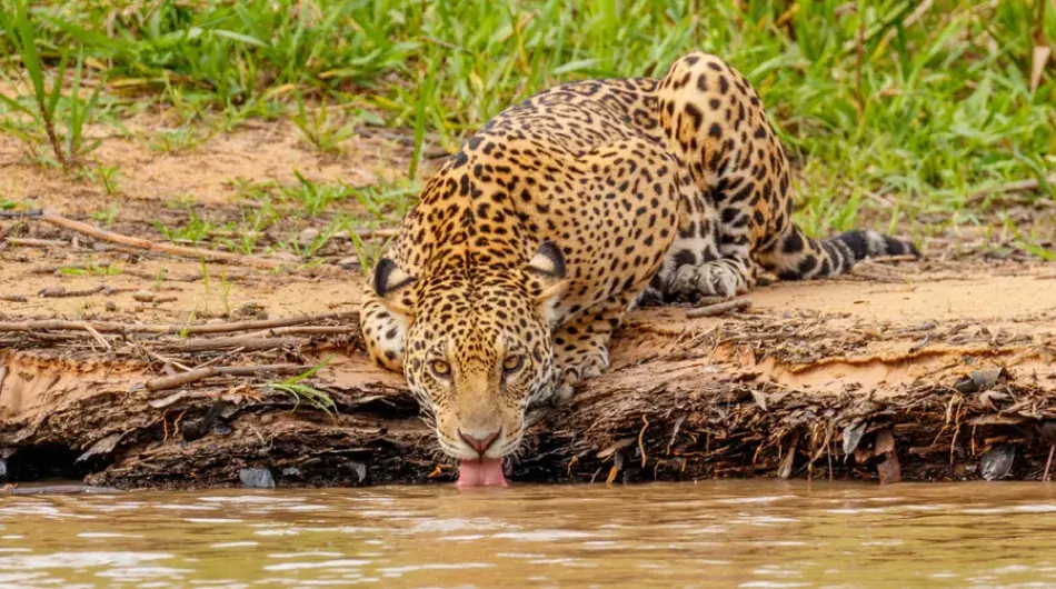 Jaguar drinking water in Pantanal