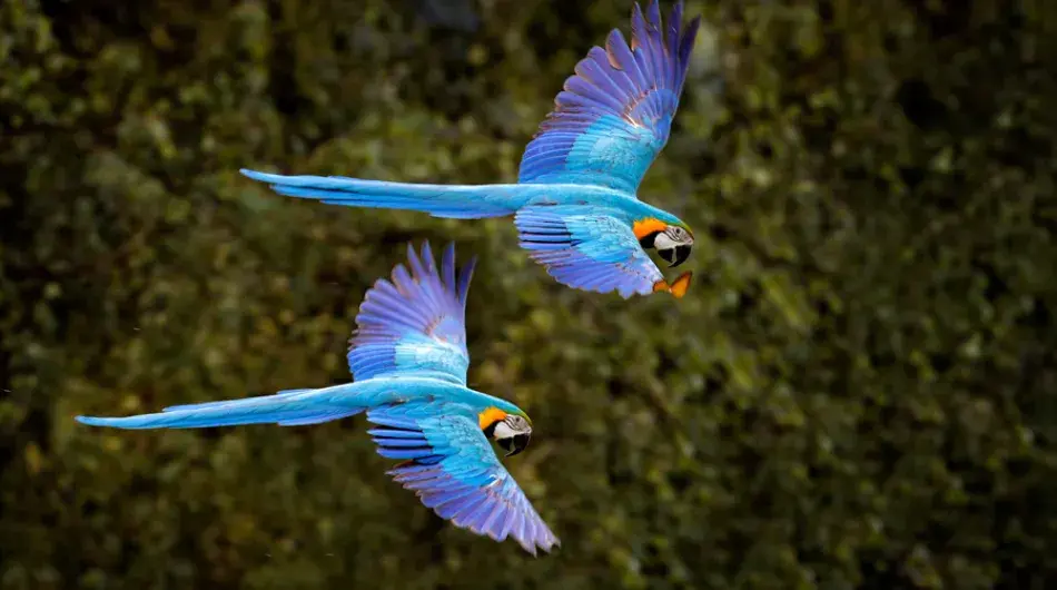 Two blue macaws flying over the green canopy