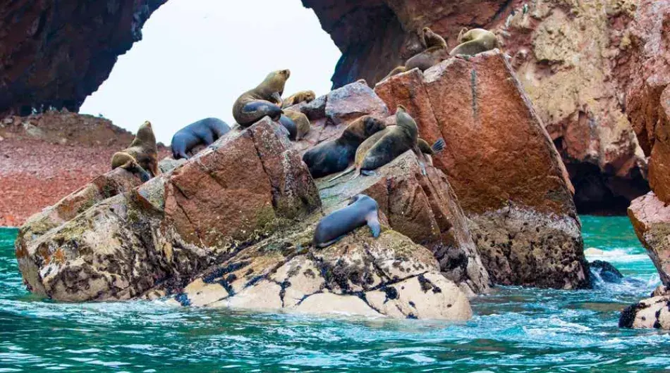 Ballestas islands sea lions grouped on a rock above blue water