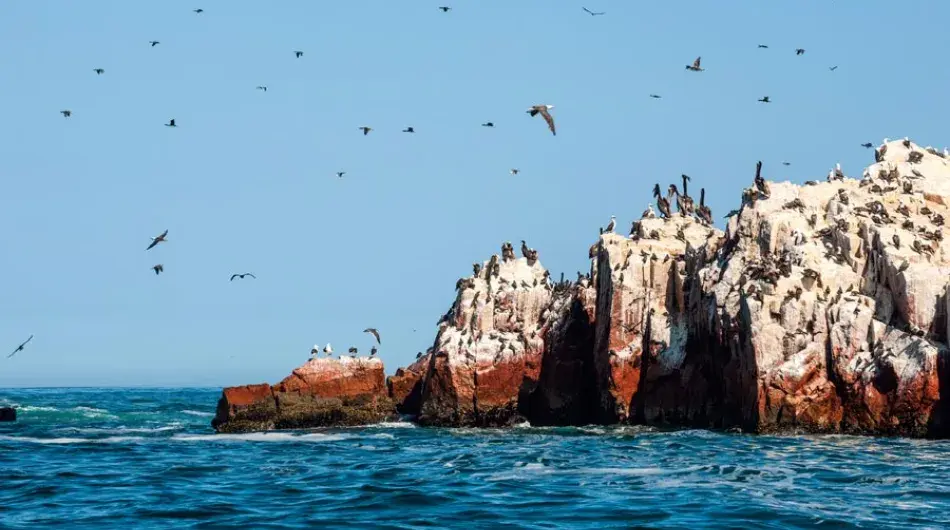 Ballestas islands birds flying over a big rock