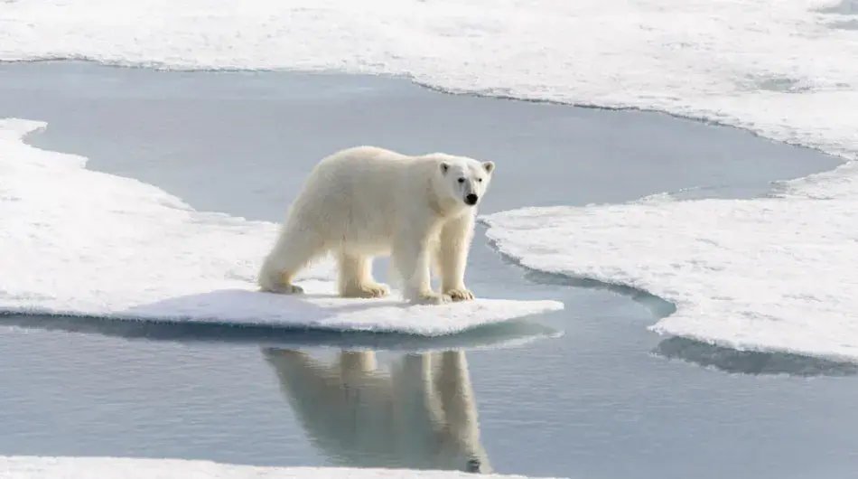 Polar Bear on melting sheet ice in Arctic 