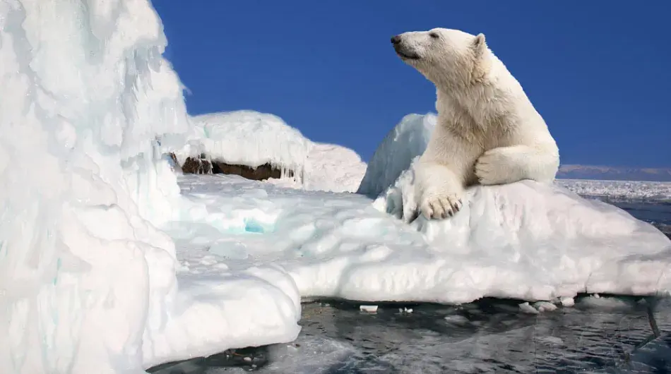 Polar Bear Relaxing On An Iceberg In The Arctic