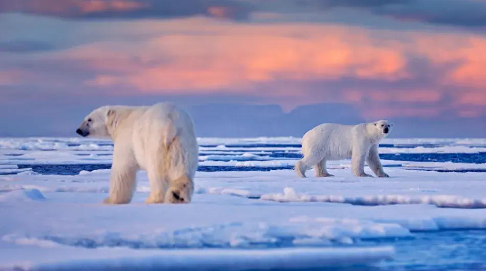 Two Polar Bears keep a slight distance from each other at Sunset on ice sheet in Arctic Svalbard