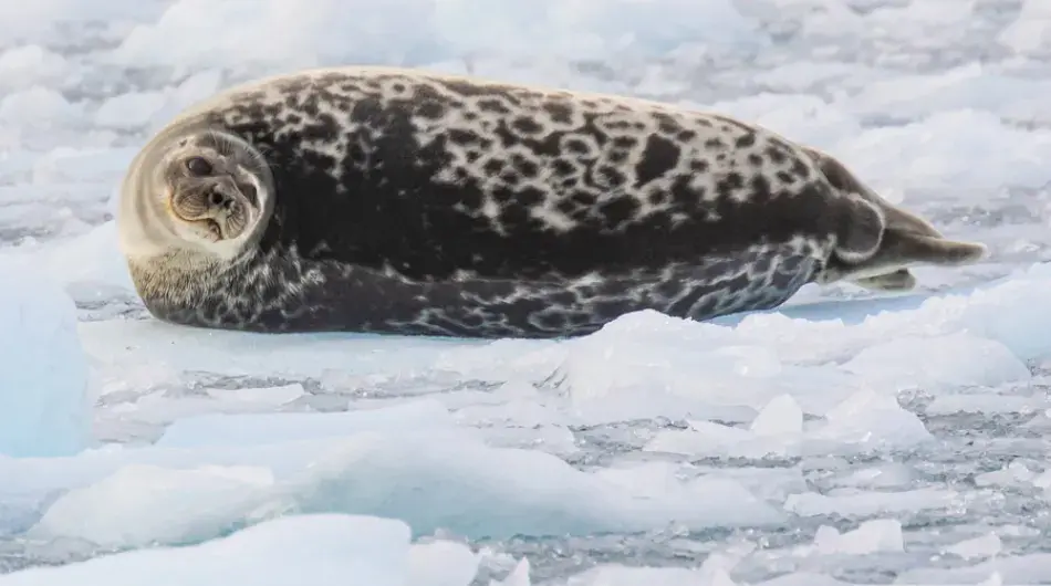 Ring Seal on slushy brash ice in the Arctic