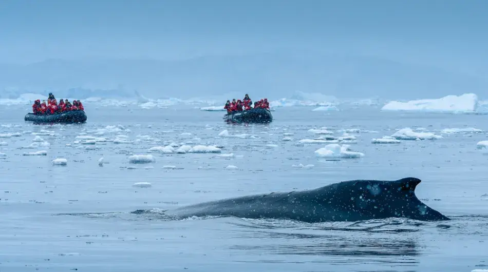 Humback Whale dorsal fin above surface in Antarctica with zodiacs in background