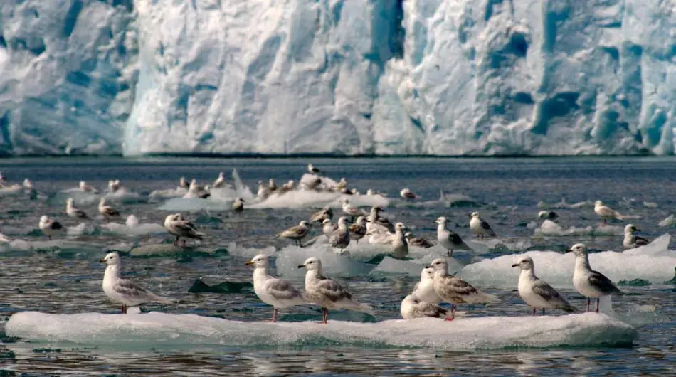 Grouping of many gull & tern species to feed in Arctic