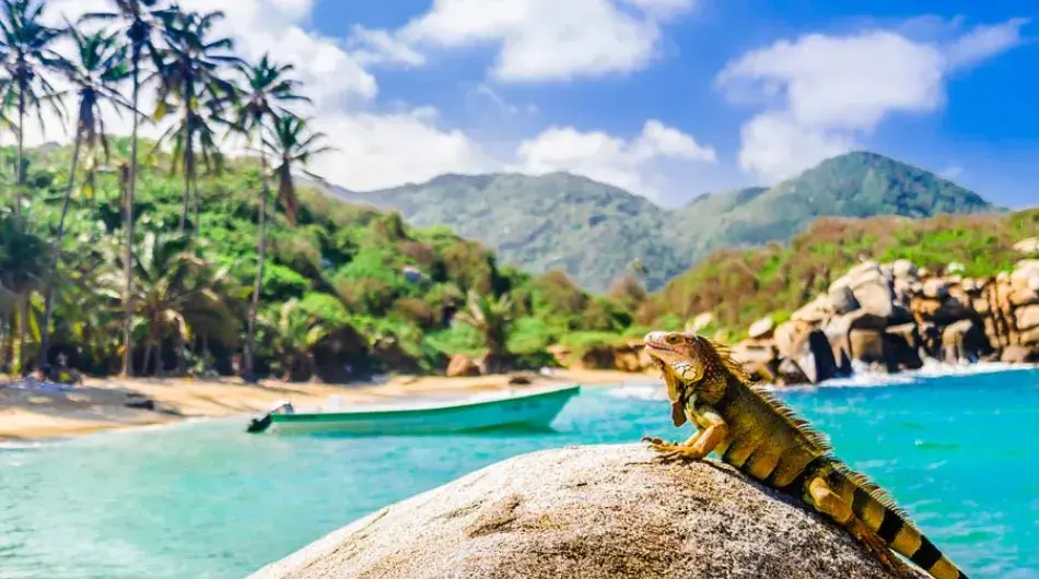 Tayrona national park iguana on a rock