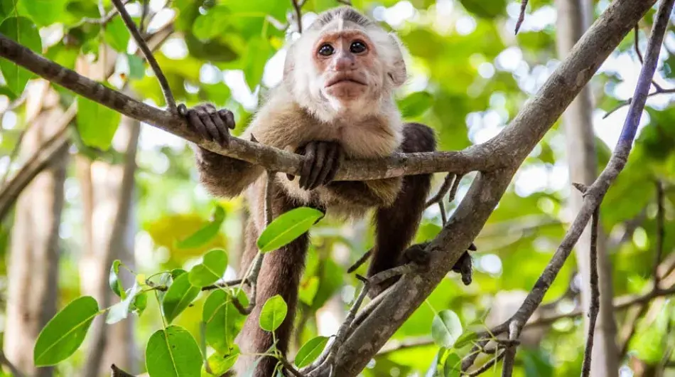 Tayrona monkey on a branch