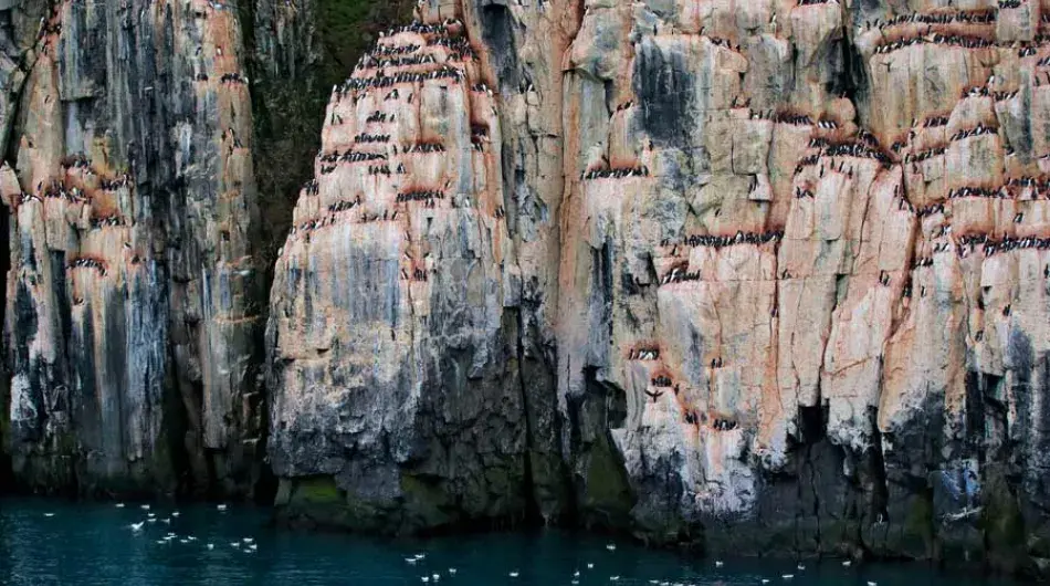 Alkefjellet Bird Colony, Svalbard