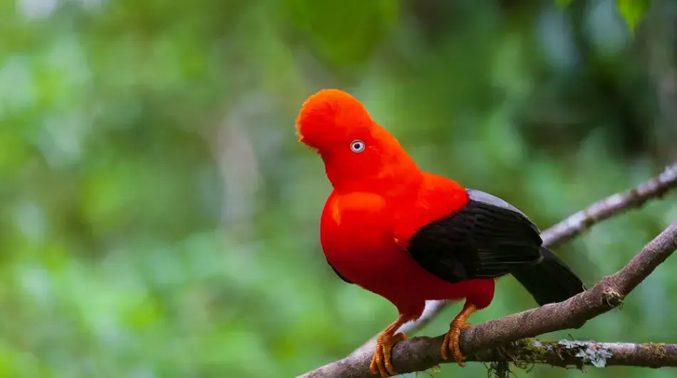 Andean Cock Of The Rock Bird