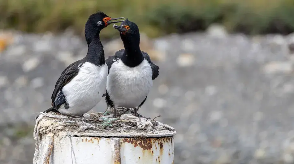 puerto williams, birds 