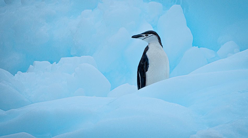 Chinstrap penguin